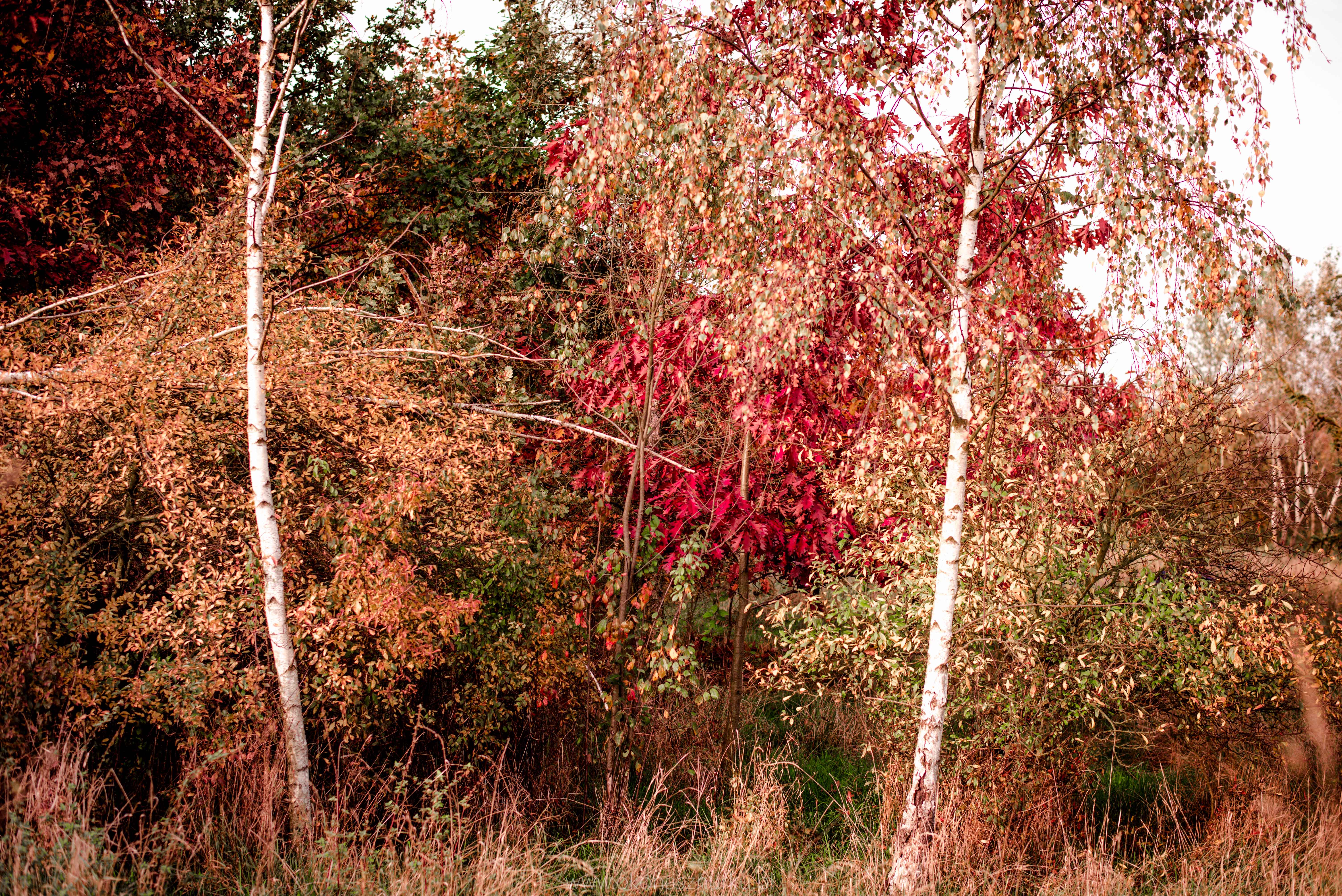 fotografia-przyrodnicza-dolnoslaskie (1)