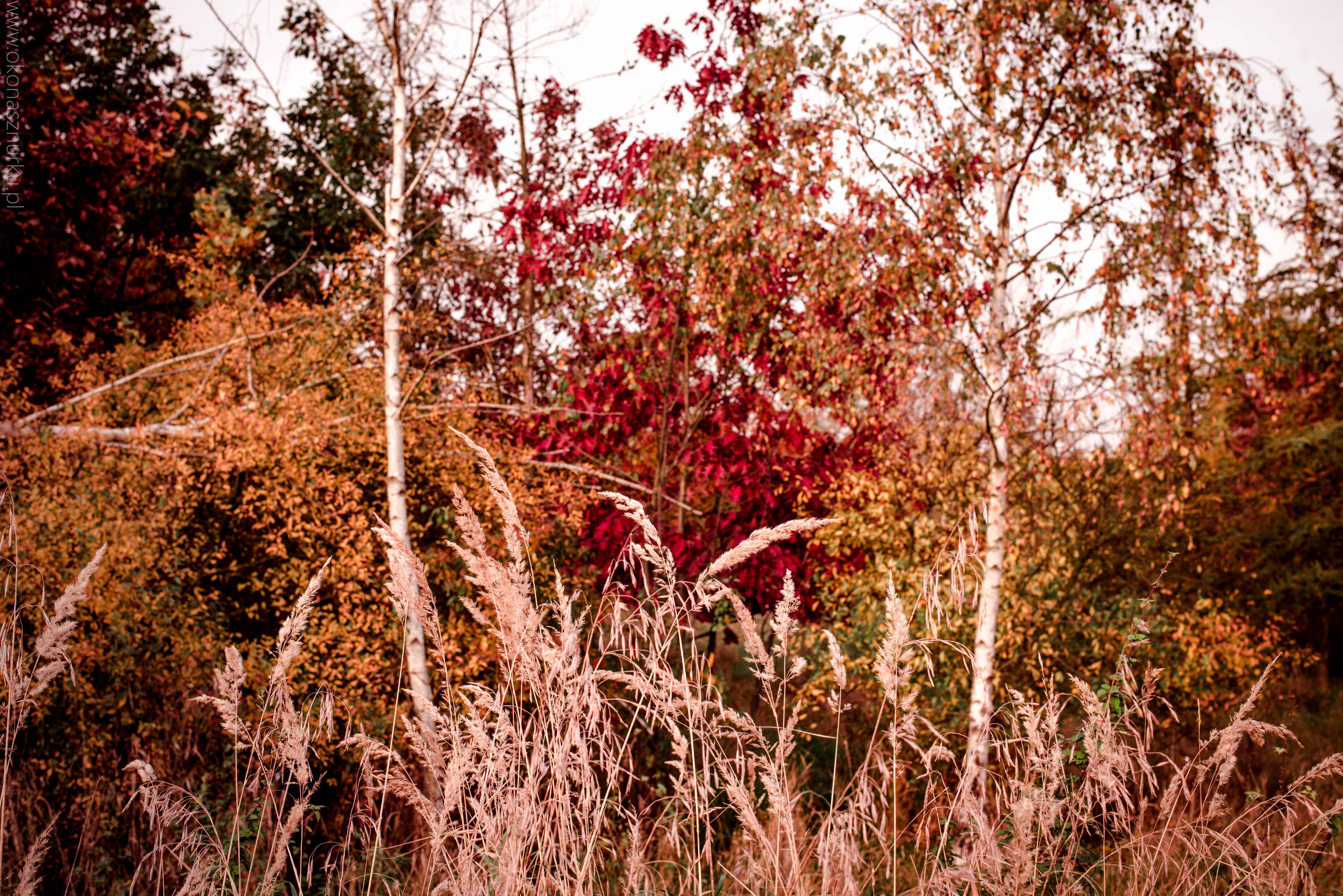 fotografia-przyrodnicza-dolnoslaskie (14)