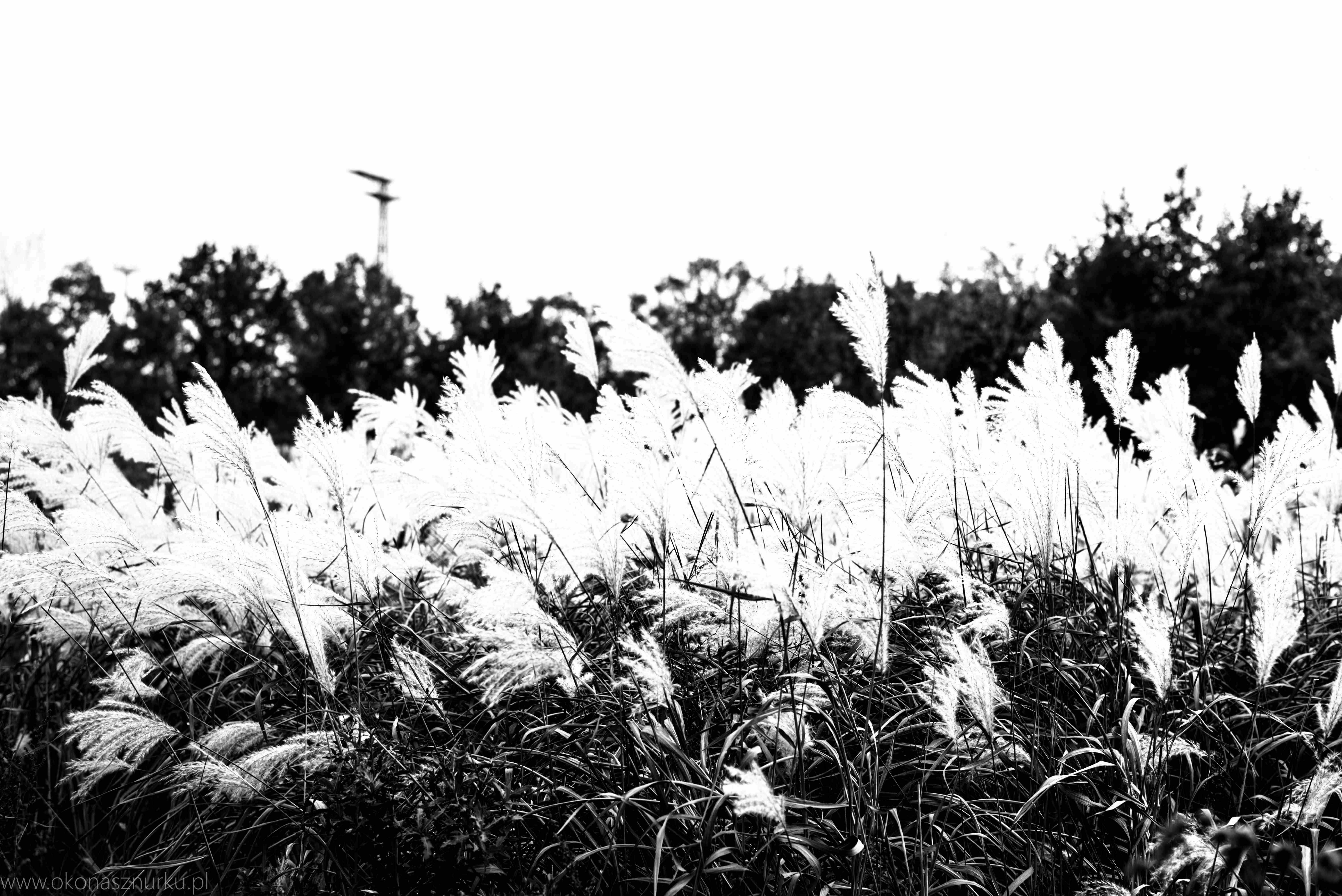 fotografia-przyrodnicza-dolnoslaskie (16)