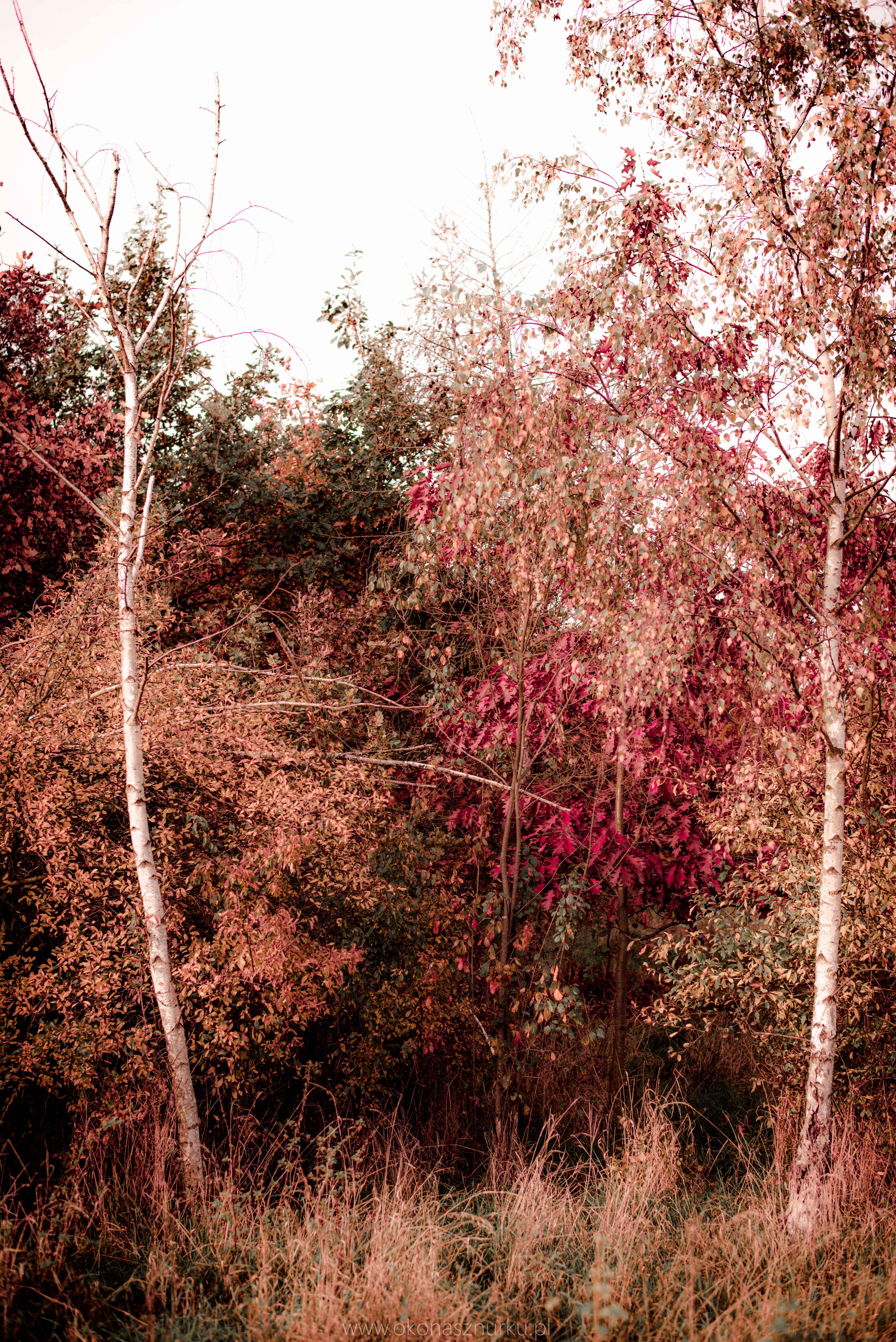 fotografia-przyrodnicza-dolnoslaskie (2)