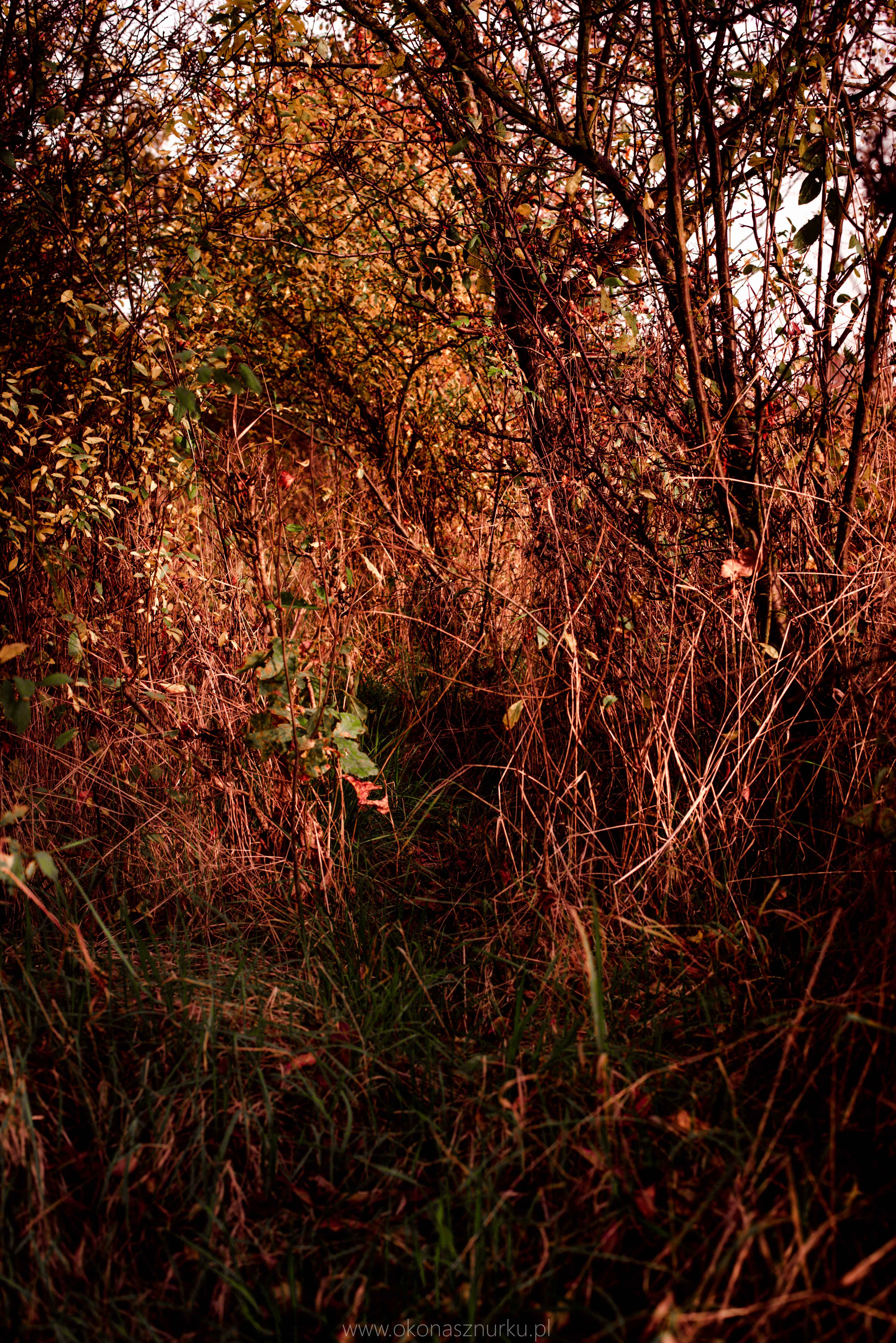 fotografia-przyrodnicza-dolnoslaskie (9)