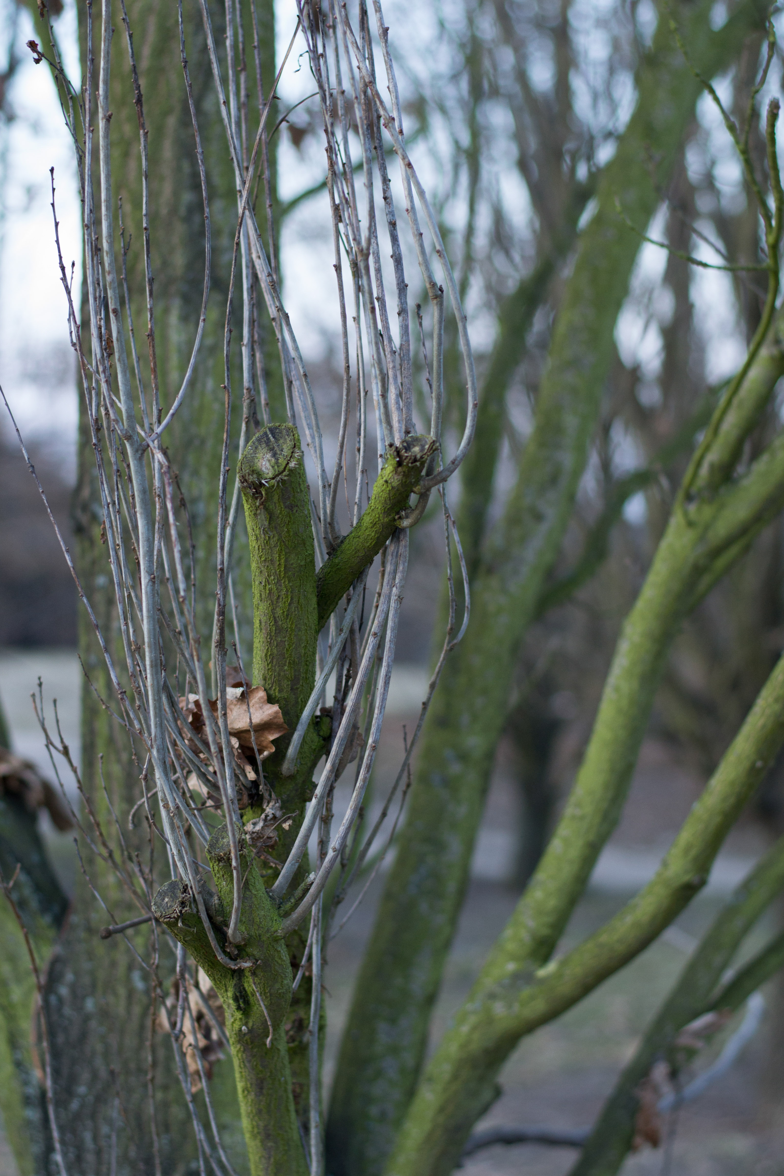 wroclaw-sesja-zdjeciowa-w-plenerze-natura (25)